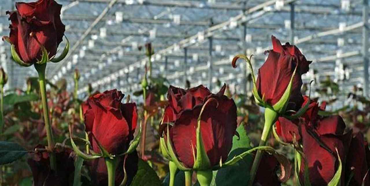تولیدات پرسود در ایران